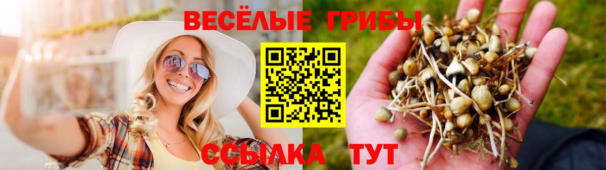 Галлюциногенные грибы Cubensis Саянск
